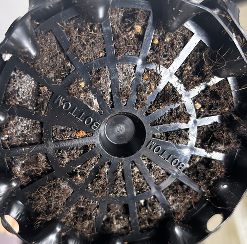 Growreport Bild 132