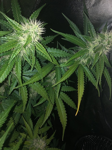 Growreport Bild 9