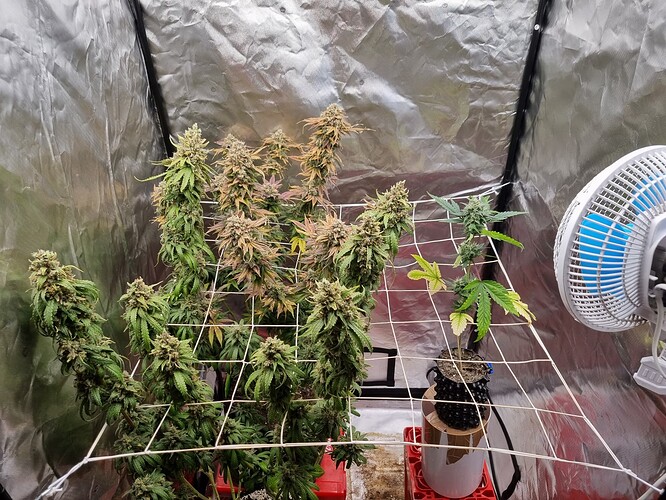 Growreport Bild 6