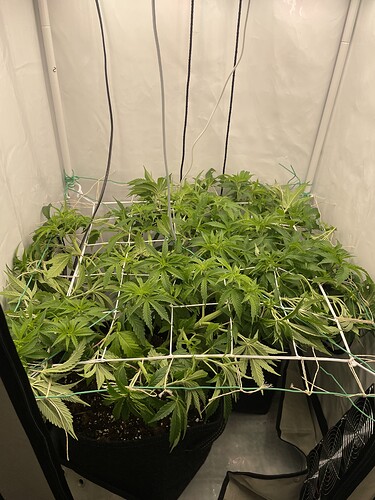 Growreport Bild 1