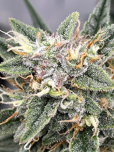 Growreport Bild 10