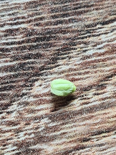Ein einzelnes, hellgrünes Cannabis-Samenkorn liegt auf einer gemusterten Oberfläche.