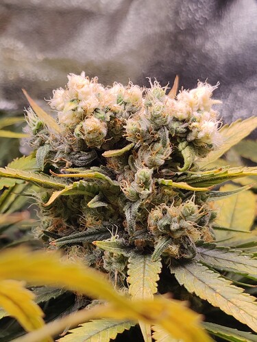 Growreport Bild 19