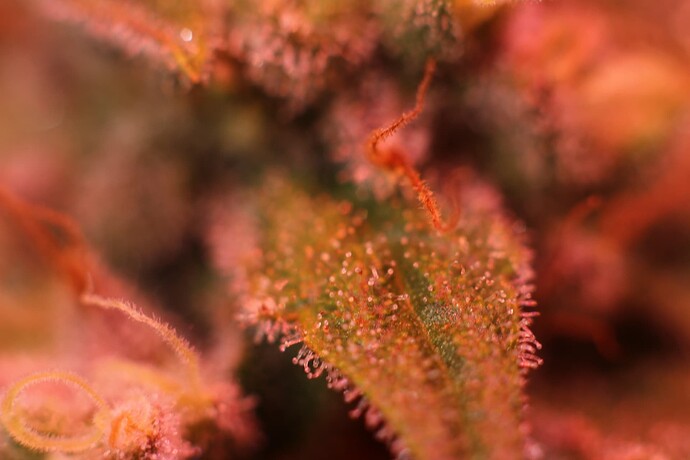 Growreport Bild 20