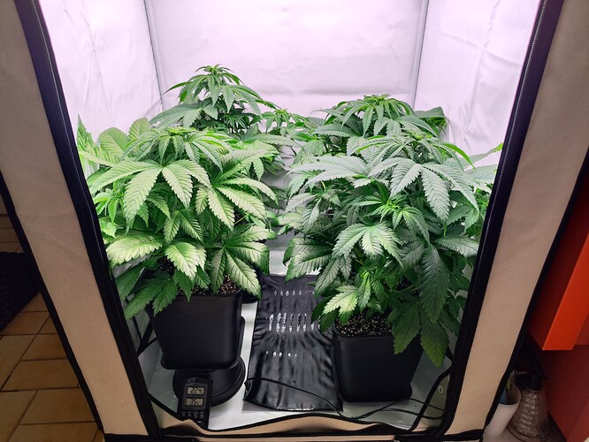 Growreport Bild 4