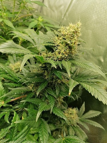 Growreport Bild 9