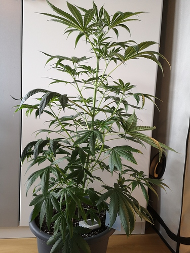 Growreport Bild 13