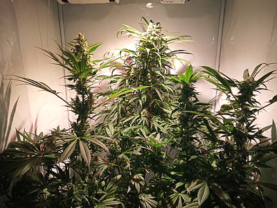 Growreport Bild 6