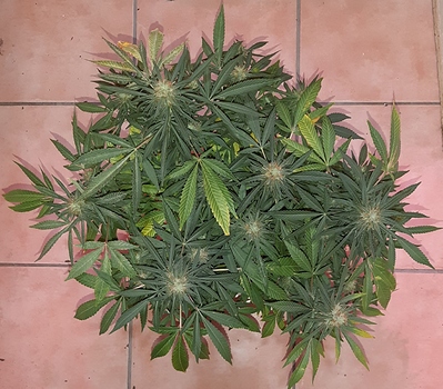 Growreport Bild 11