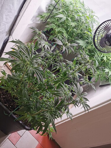 Growreport Bild 3