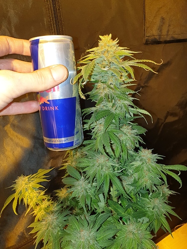 Growreport Bild 35