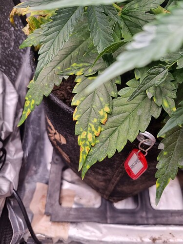 Growreport Bild 54