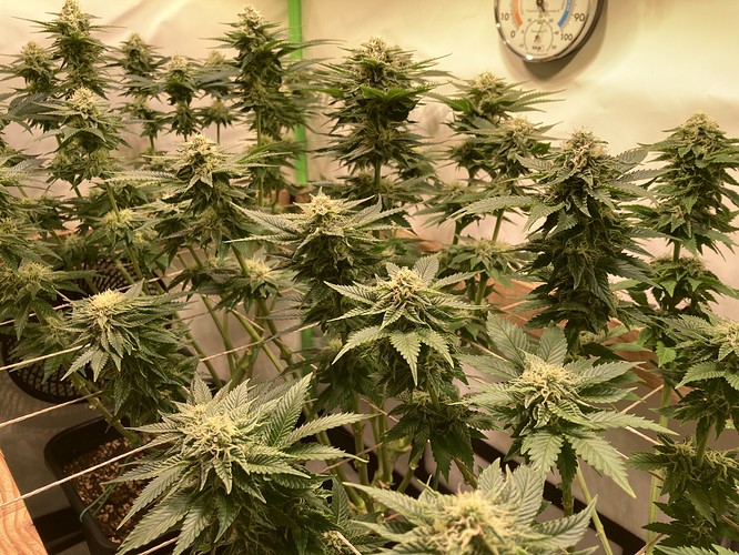 Growreport Bild 3