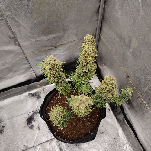 Growreport Bild 20