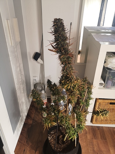 Growreport Bild 5