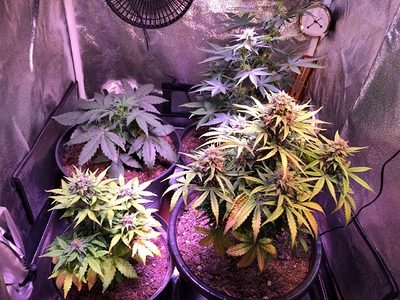 Growreport Bild 6