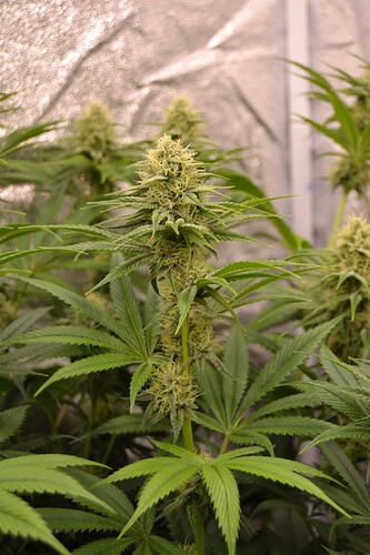 Growreport Bild 8