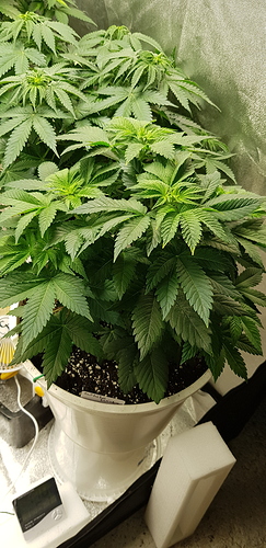 Growreport Bild 9