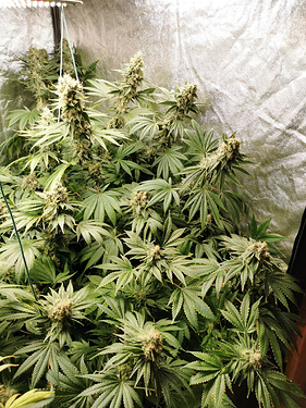 Growreport Bild 4