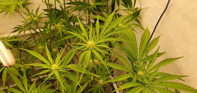 Growreport Bild 6