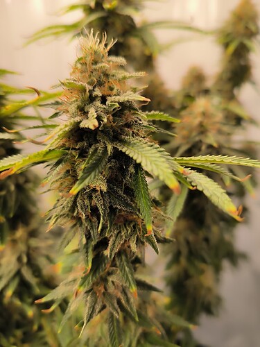 Growreport Bild 2