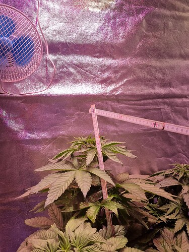 Growreport Bild 30