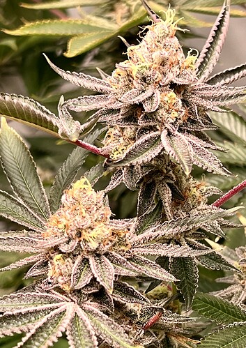 Growreport Bild 12