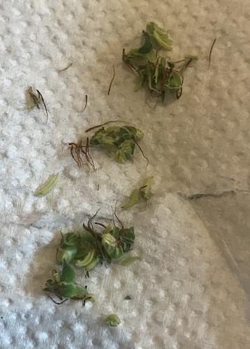 Growreport Bild 25