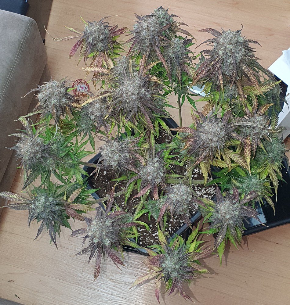 1. Grow, 2x WeddingCake, 1x GorillaGirlXl Auto