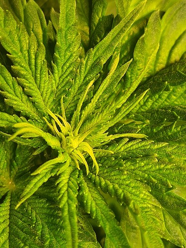 Nahaufnahme der Spitze einer Cannabispflanze im Wuchs, mit jungen Blättern und Anzeichen von Nährstoffmangel.