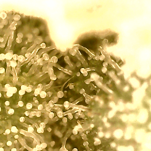 Growreport Bild 6
