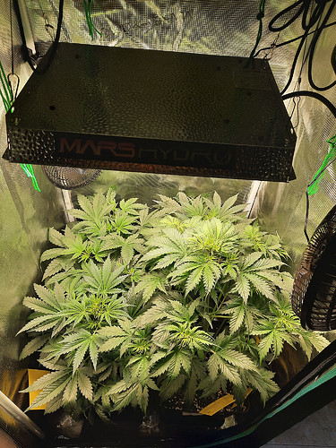 Growreport Bild 7