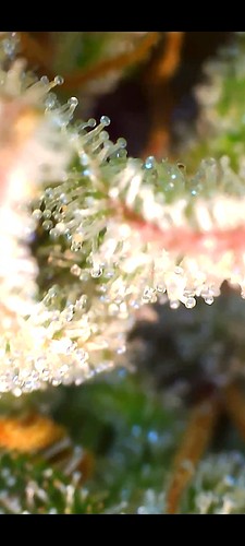 Growreport Bild 12