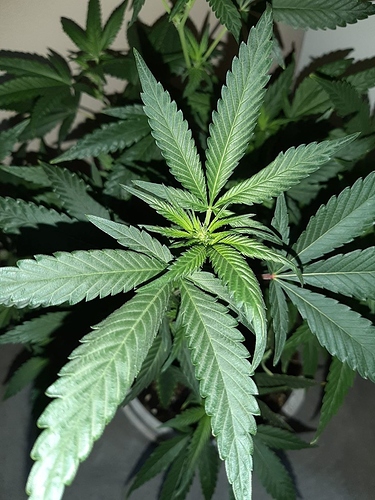 Growreport Bild 6