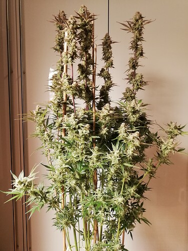 GG#2_240112-1