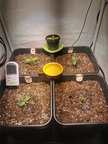 Growreport Bild 5