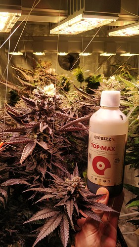 Growreport Bild 1