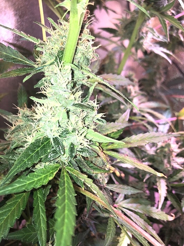 Growreport Bild 27