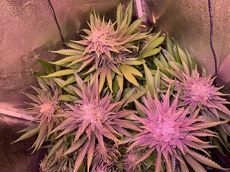 Growreport Bild 18