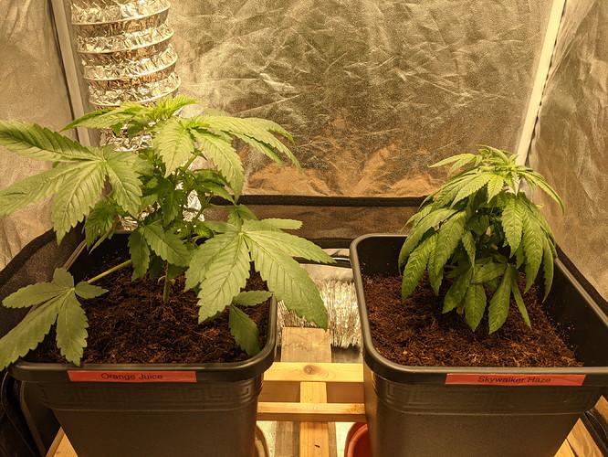 PXL_20210802_112041963