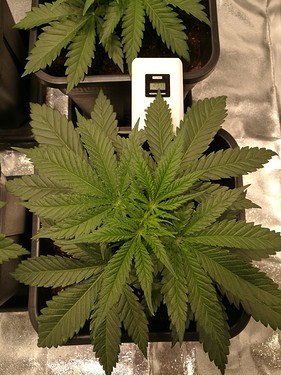 Growreport Bild 15
