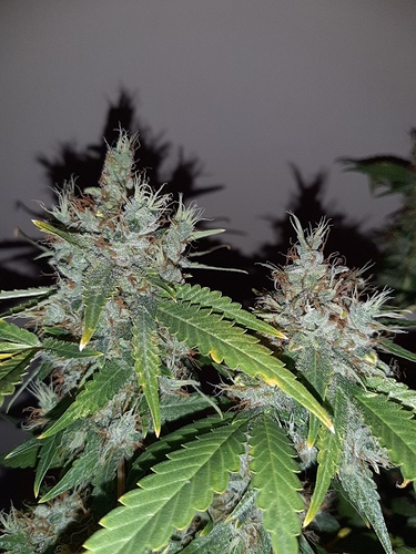 Growreport Bild 13