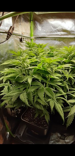 Growreport Bild 5