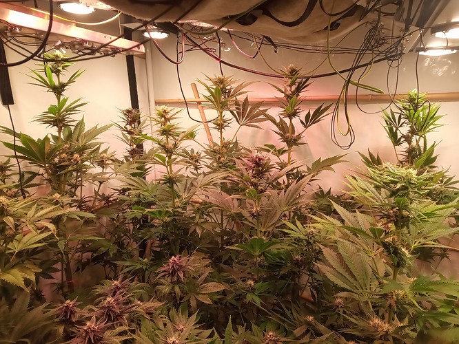 Growreport Bild 4