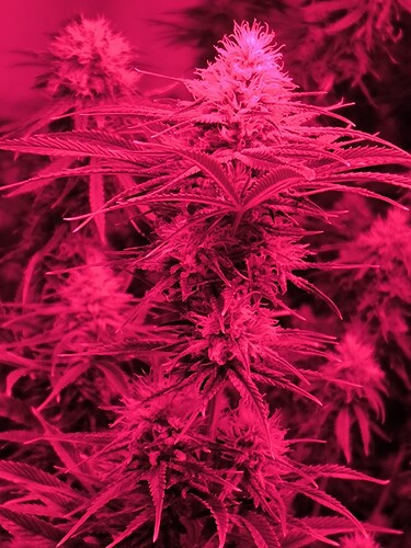 Growreport Bild 6