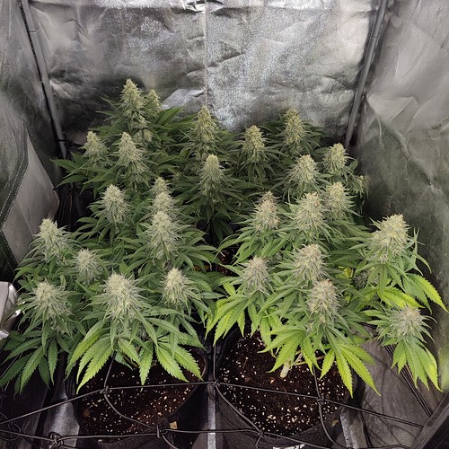Growreport Bild 1