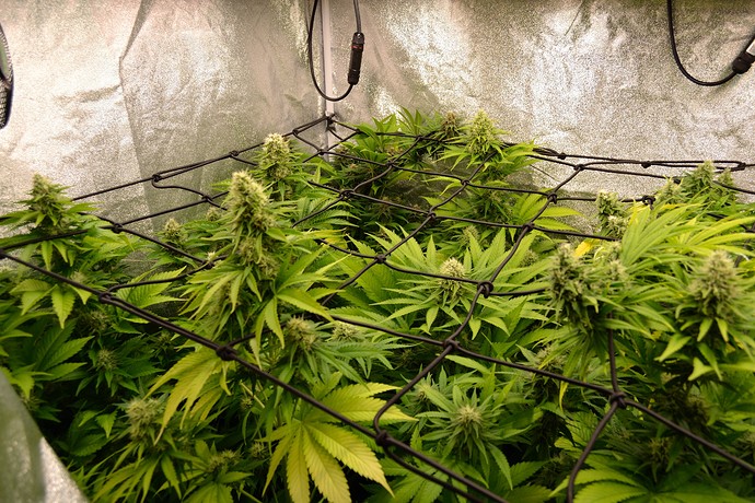 Growreport Bild 3