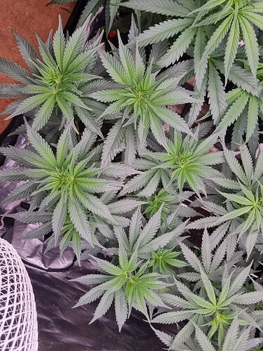 Growreport Bild 38