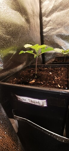 Growreport Bild 24