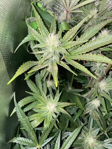 Growreport Bild 54